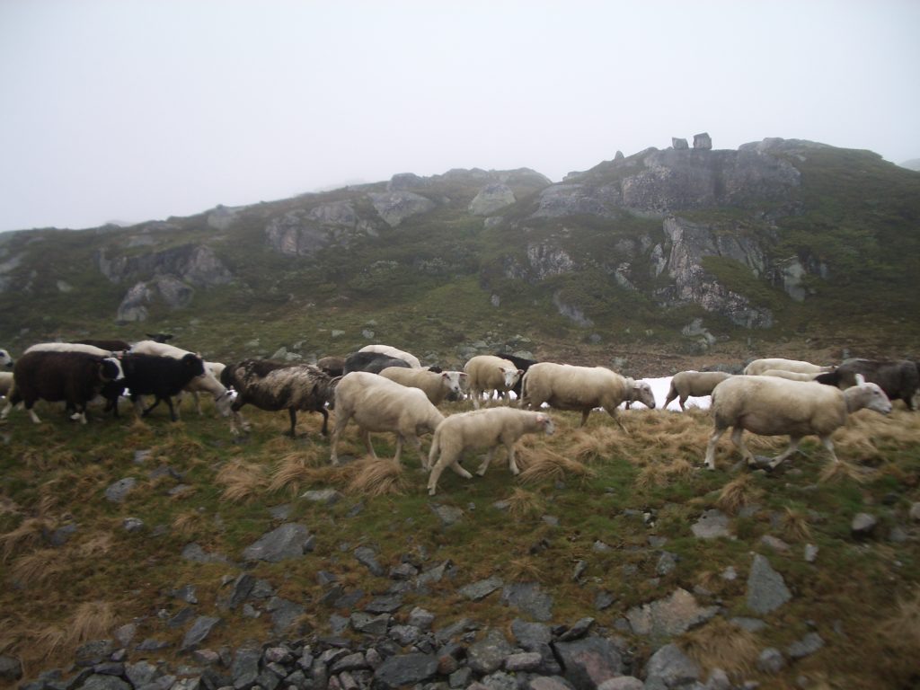 Avys Norvegijoje 