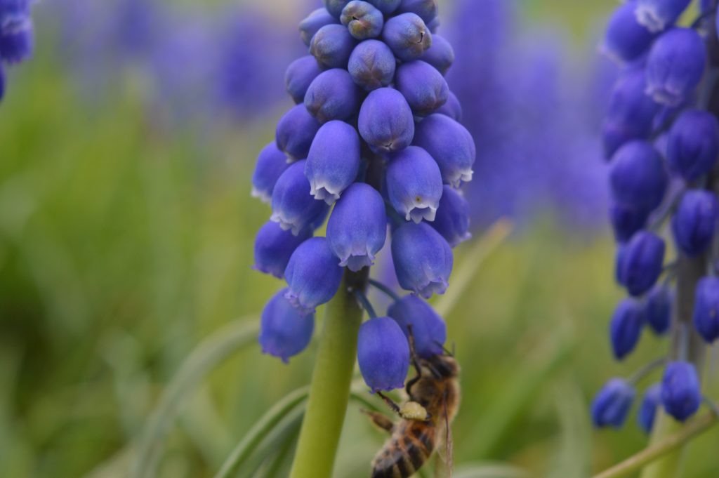 Bitė renka nektarą