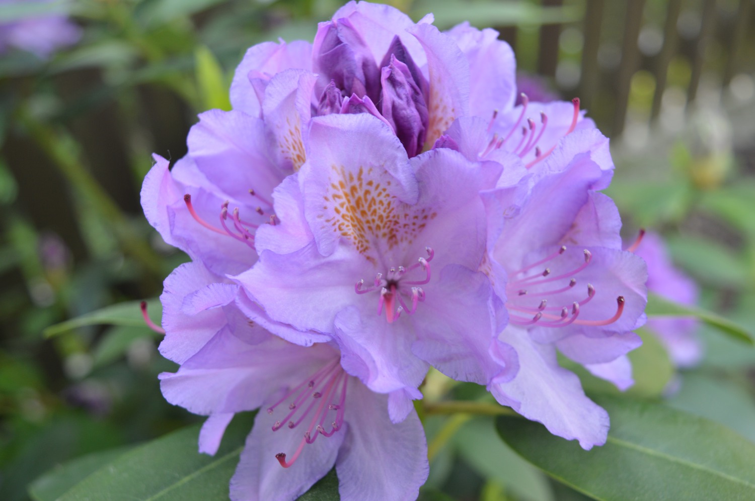 Rododendras violetinis