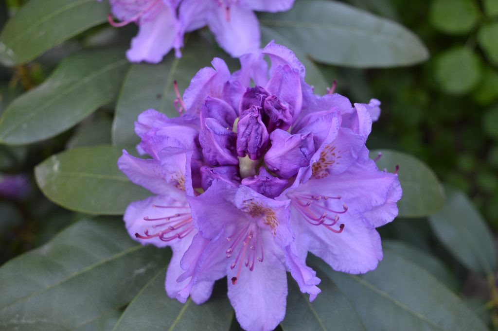 Rododendras violetinis