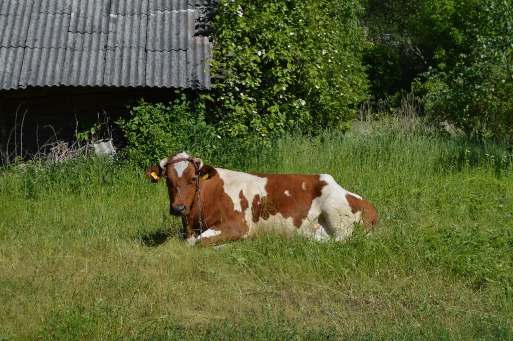 Žala karvė pievoje