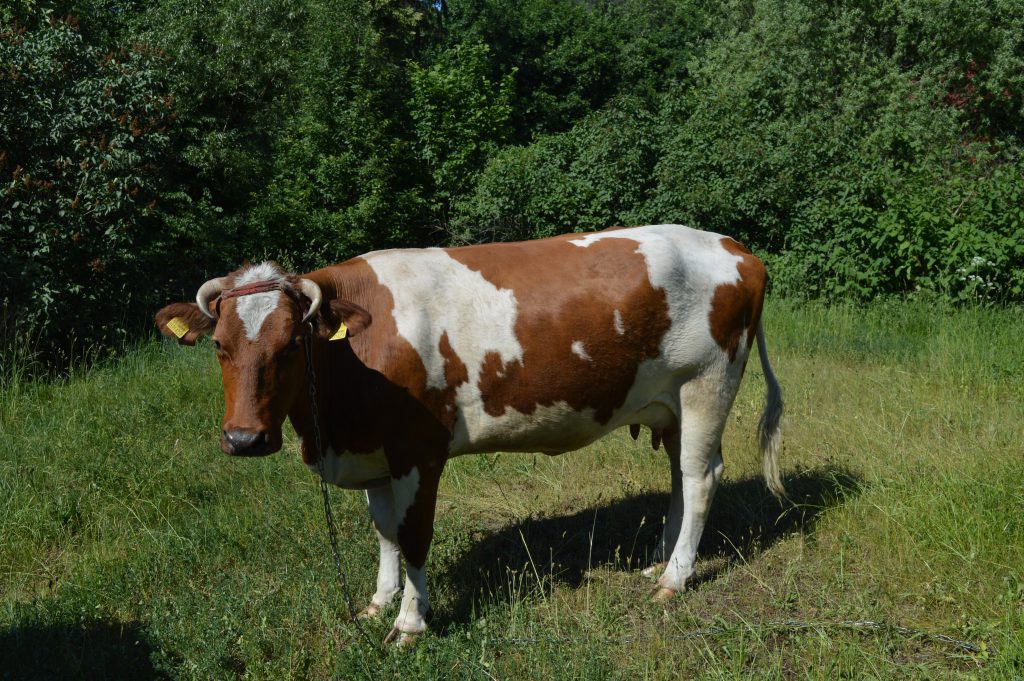 Žalmargė karvė