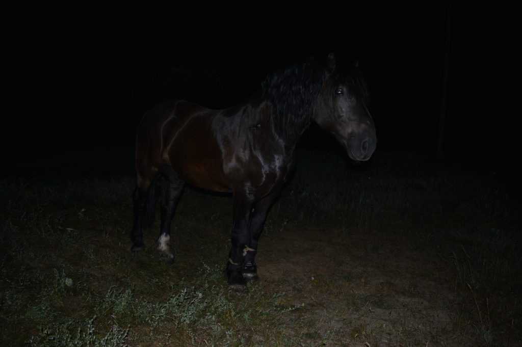 Naktinis arklys