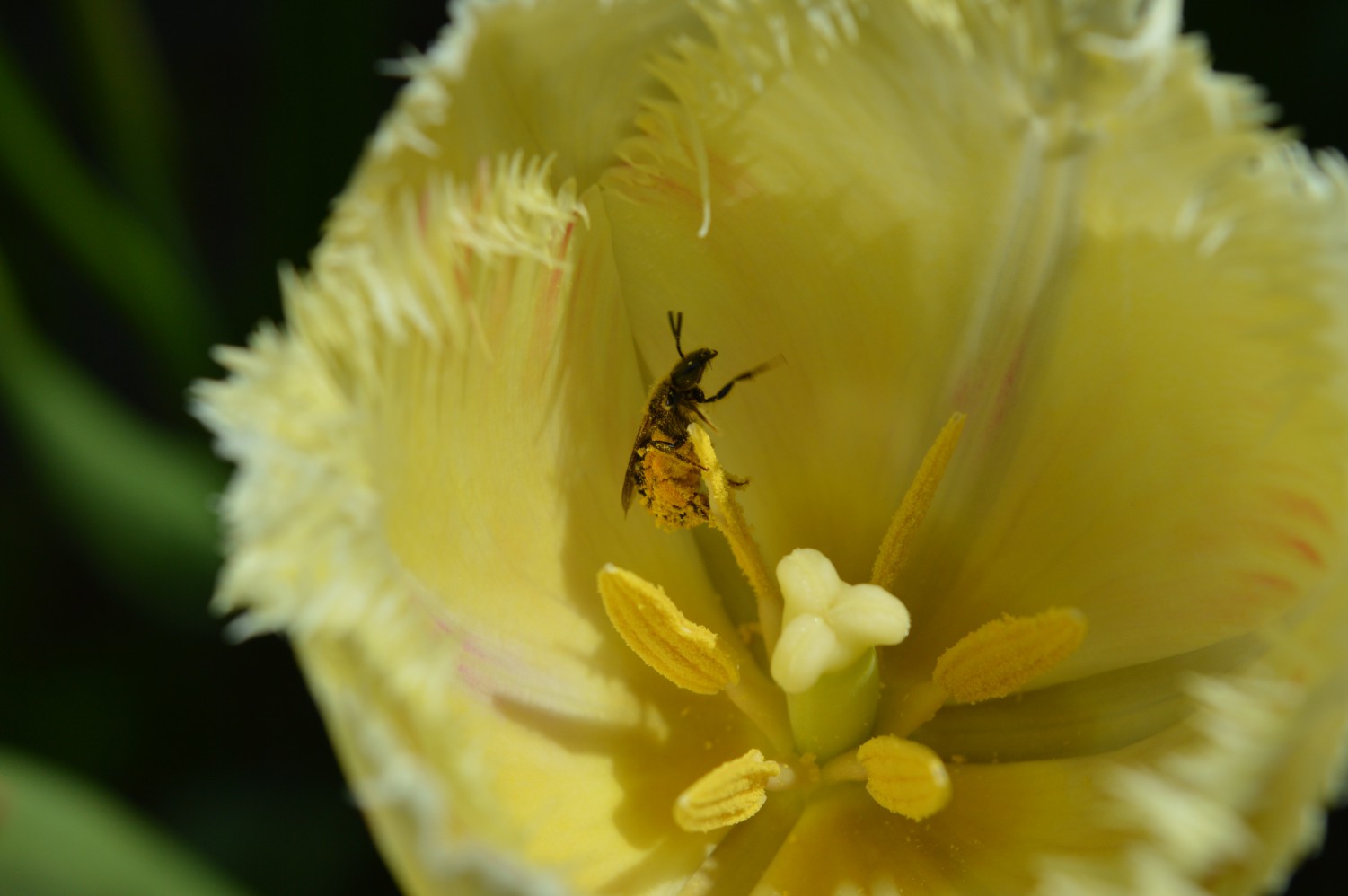 Tulpėje bitė