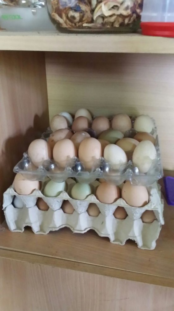 Naminiai vištos kiaušiniai 