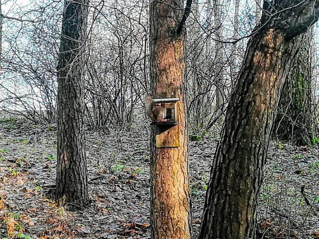 Voverė pasakų parke